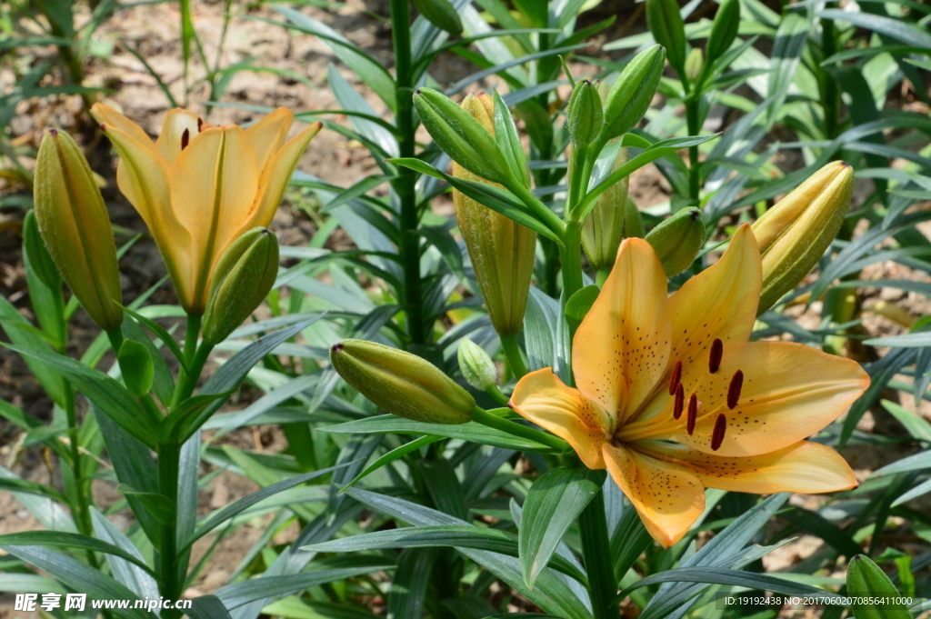 百合花