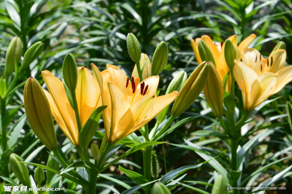 百合花