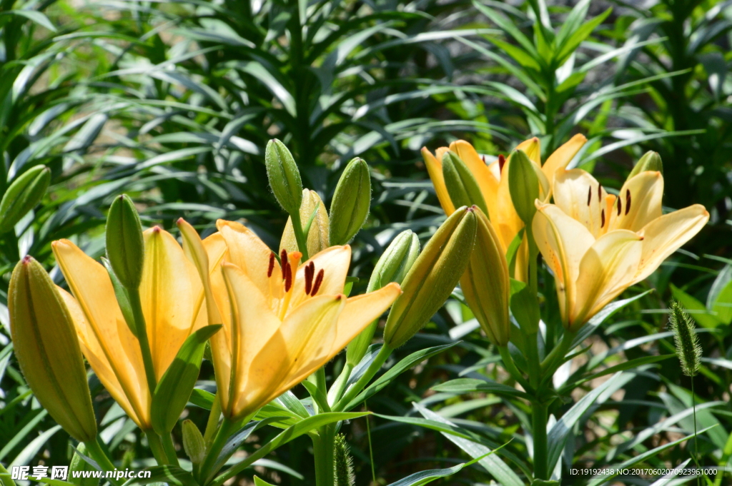 百合花