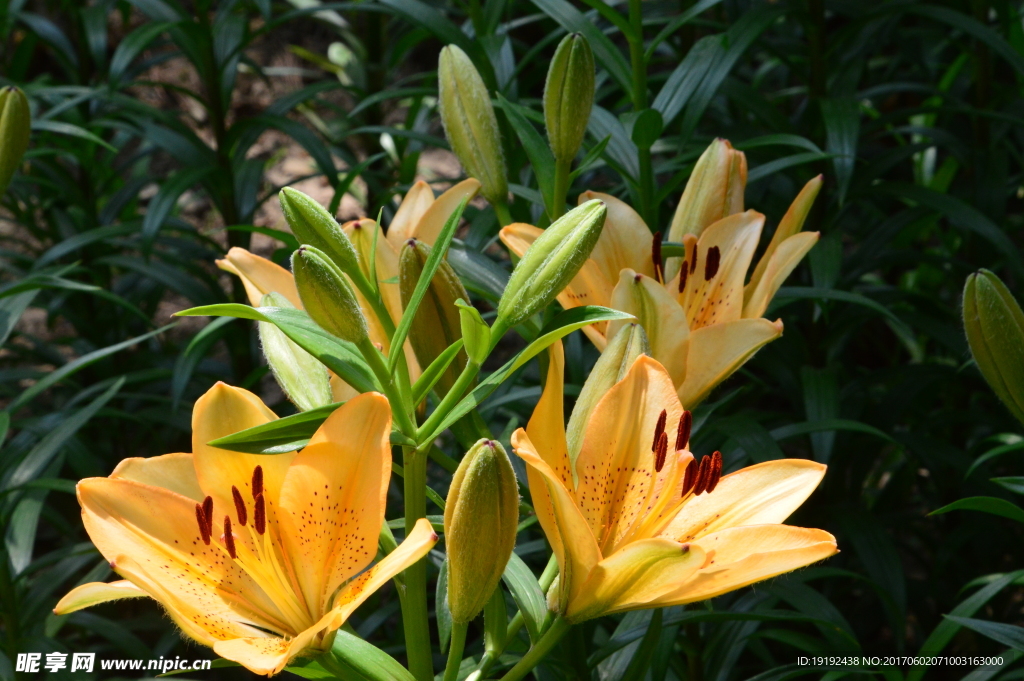 百合花