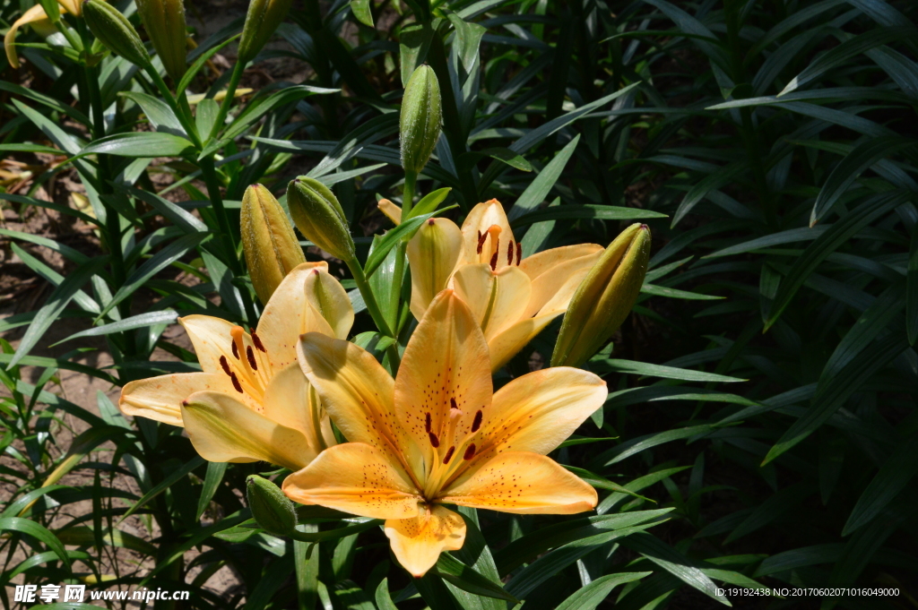 百合花