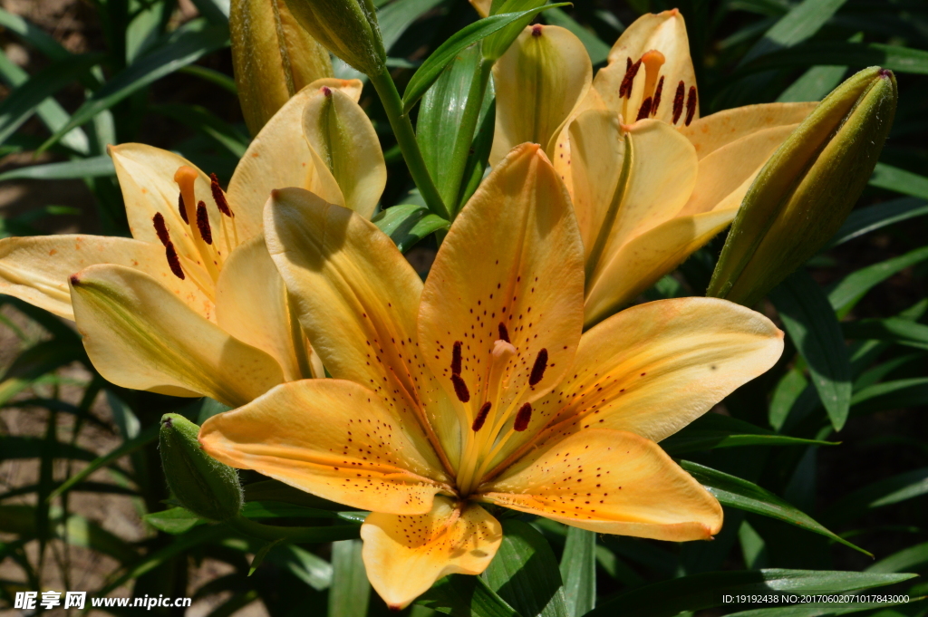 百合花