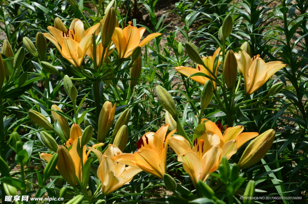 百合花
