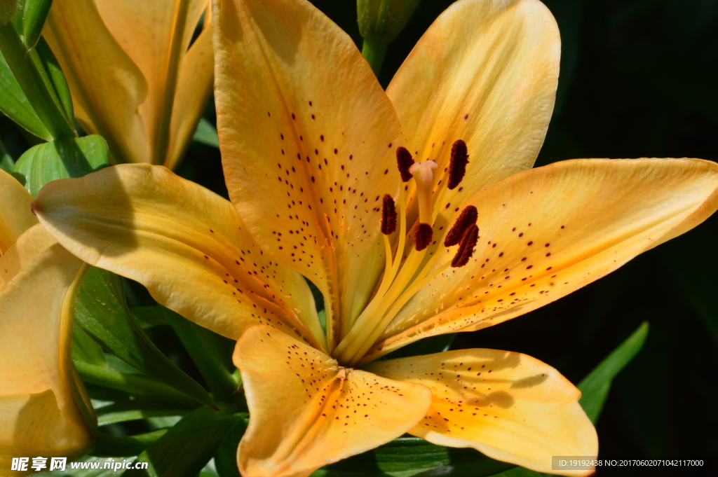 百合花