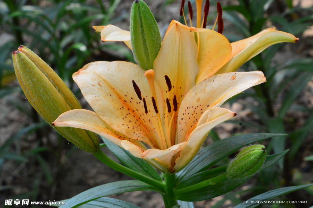 百合花