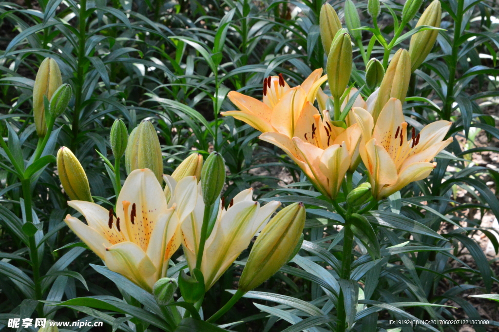 百合花