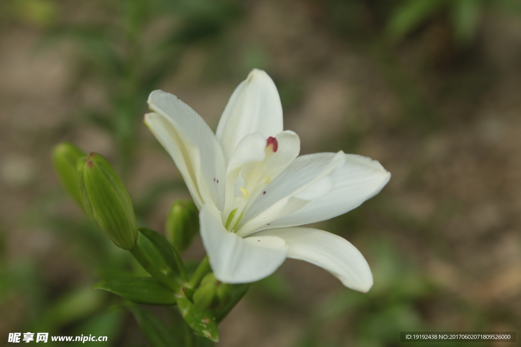 百合花