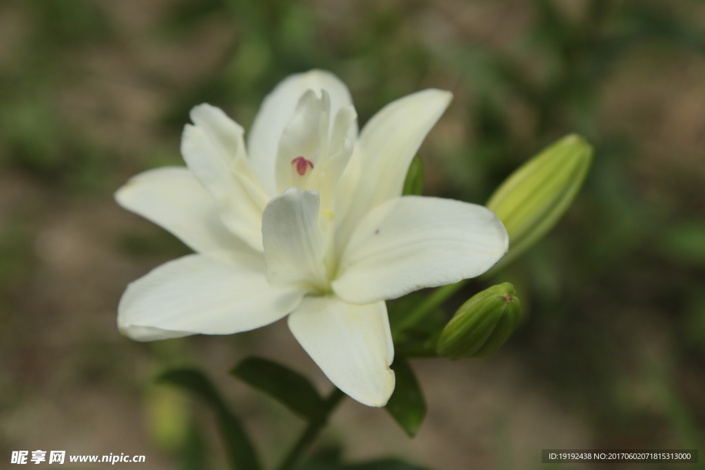 百合花