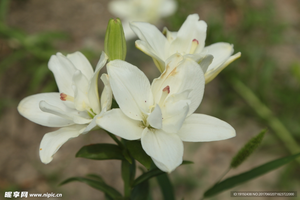 百合花