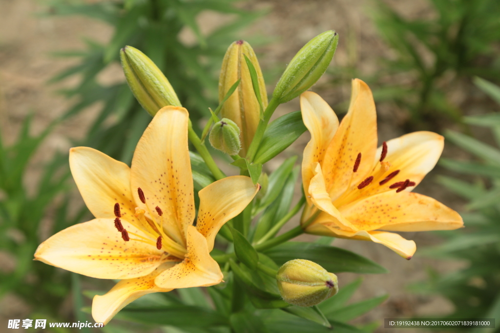 百合花
