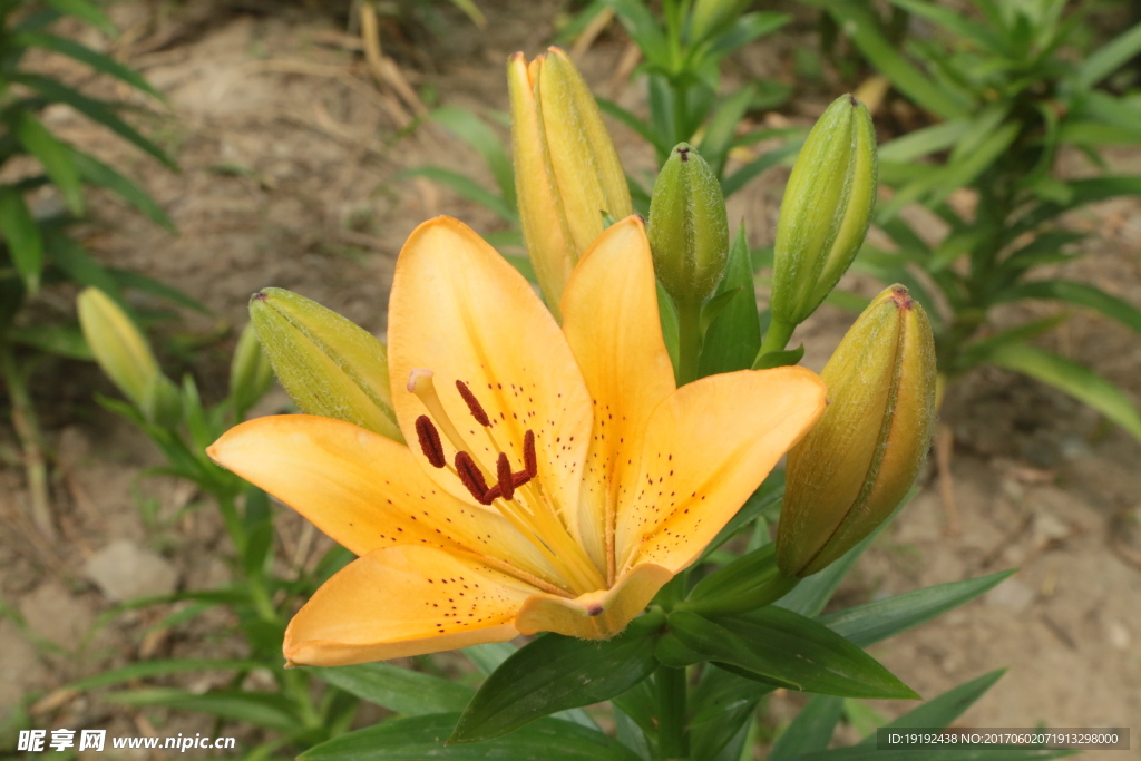 百合花