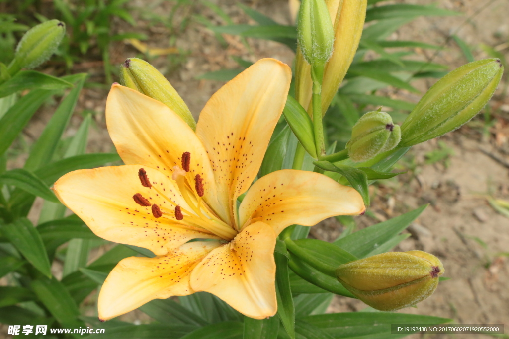 百合花