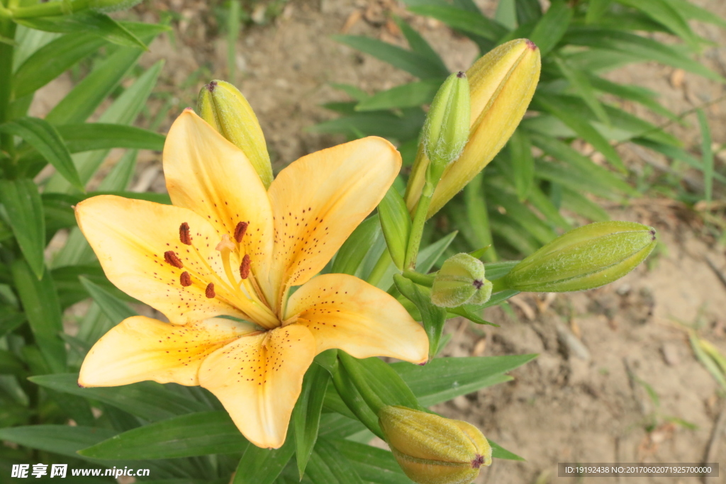 百合花