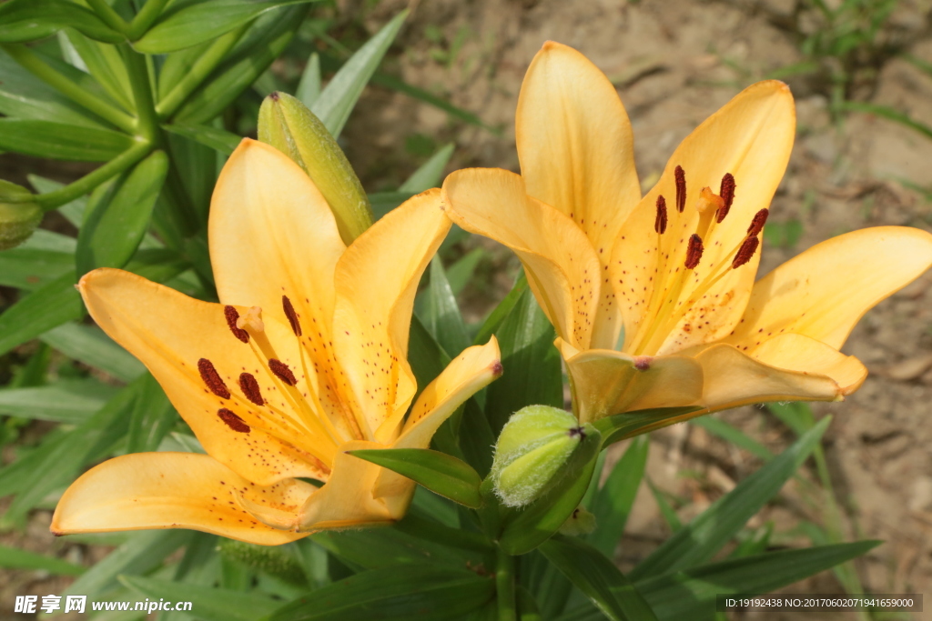 百合花