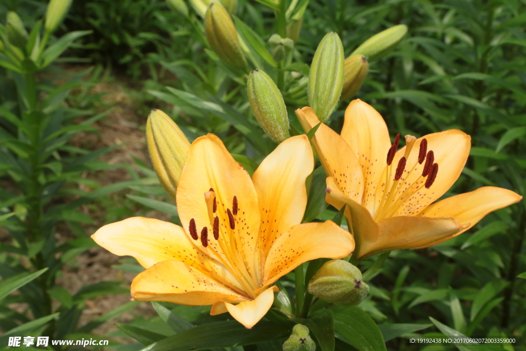 百合花