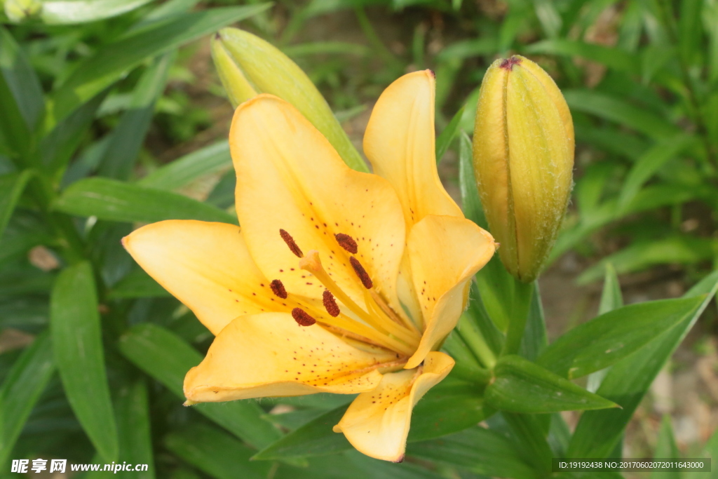 百合花