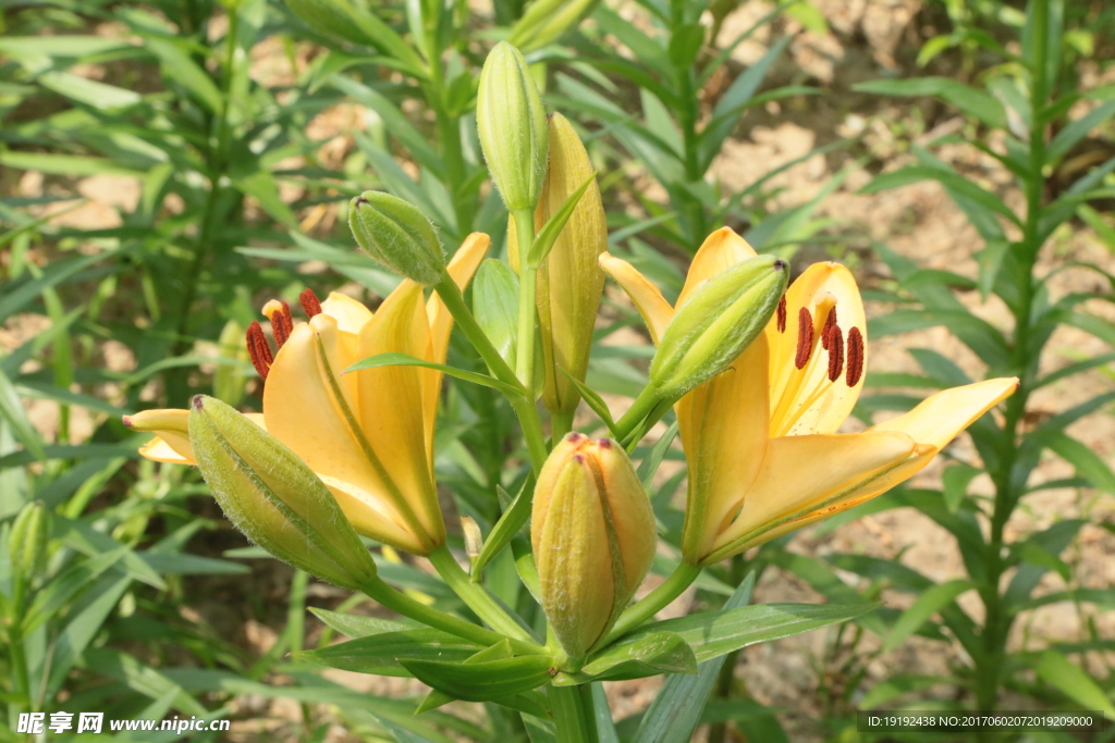 百合花
