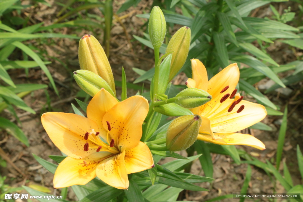 百合花