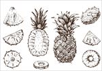 手绘素描菠萝插图
