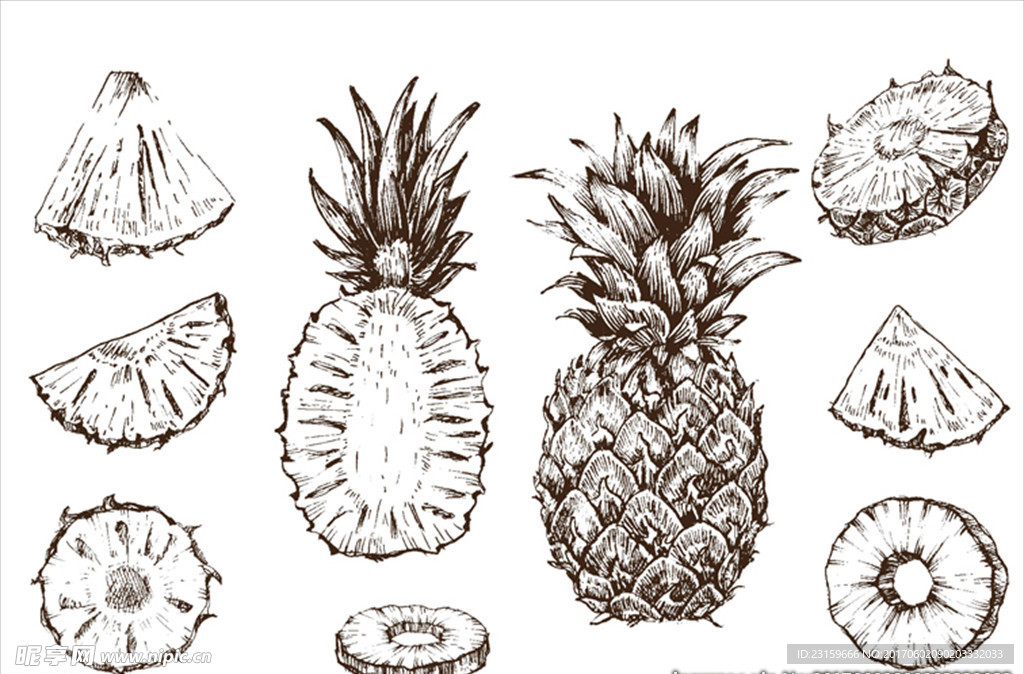 手绘素描菠萝插图