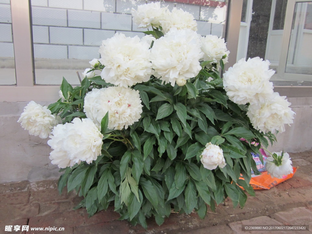 芍药花开