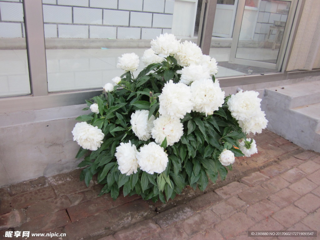 芍药花
