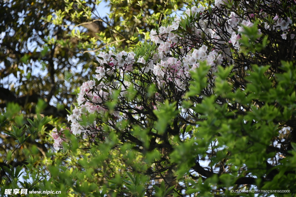 花开时节