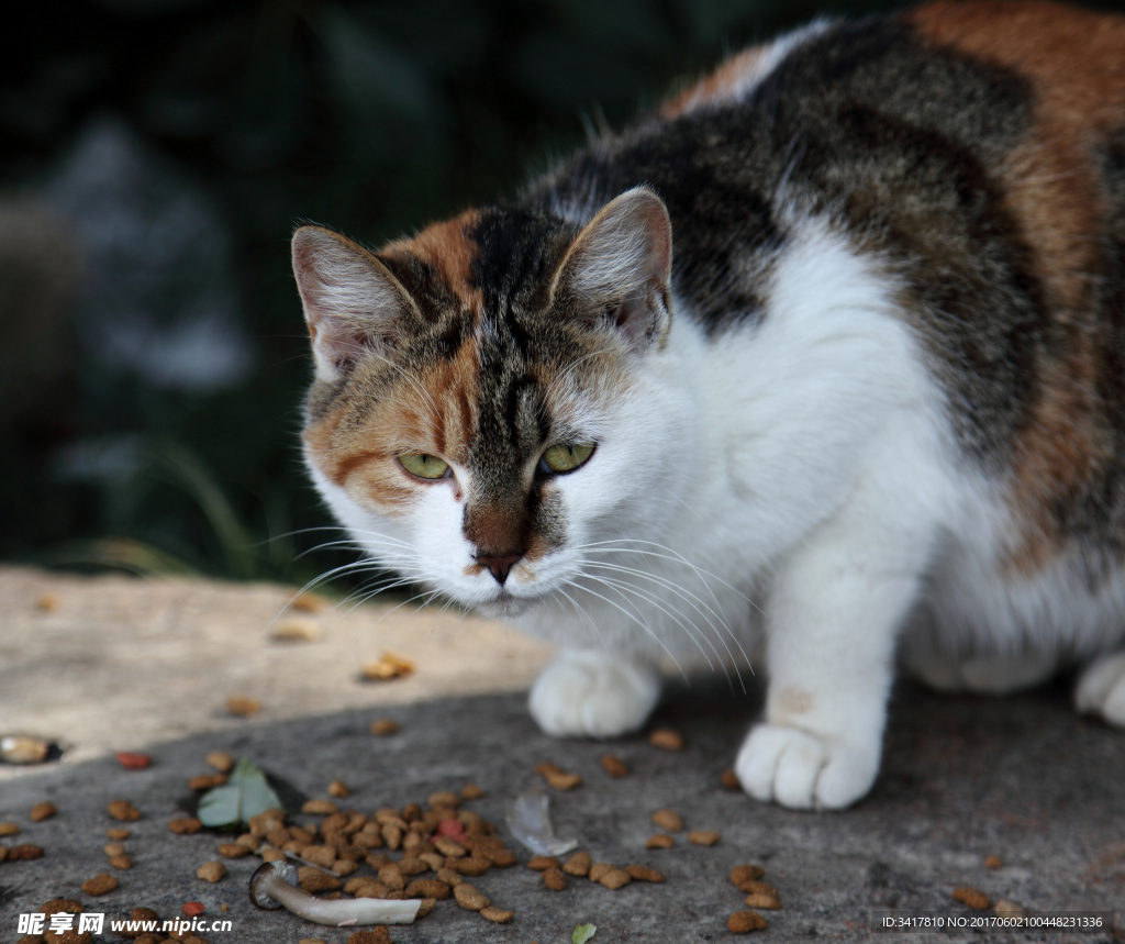 花猫