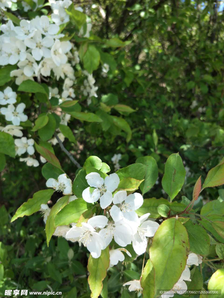 桂花