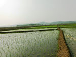 稻田