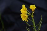 油菜花