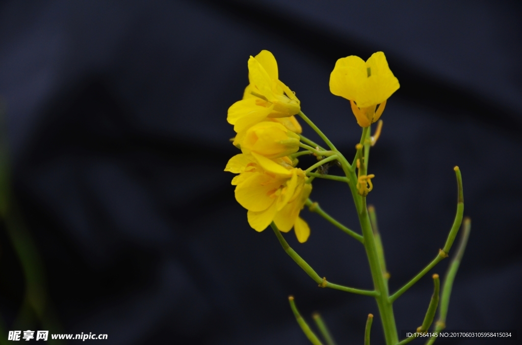 油菜花