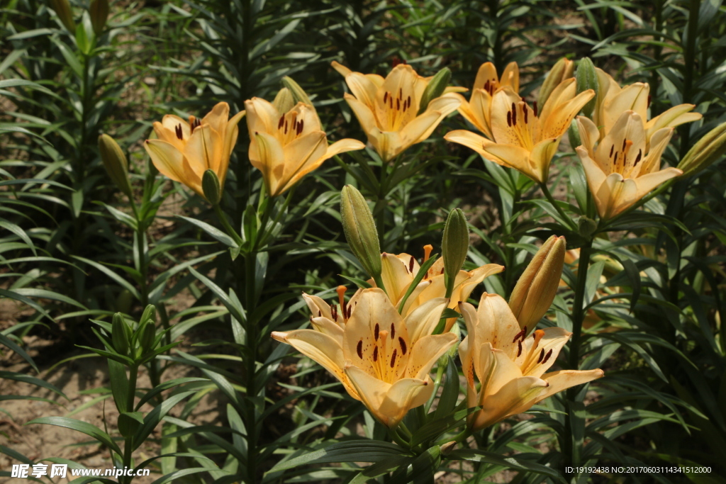 百合花