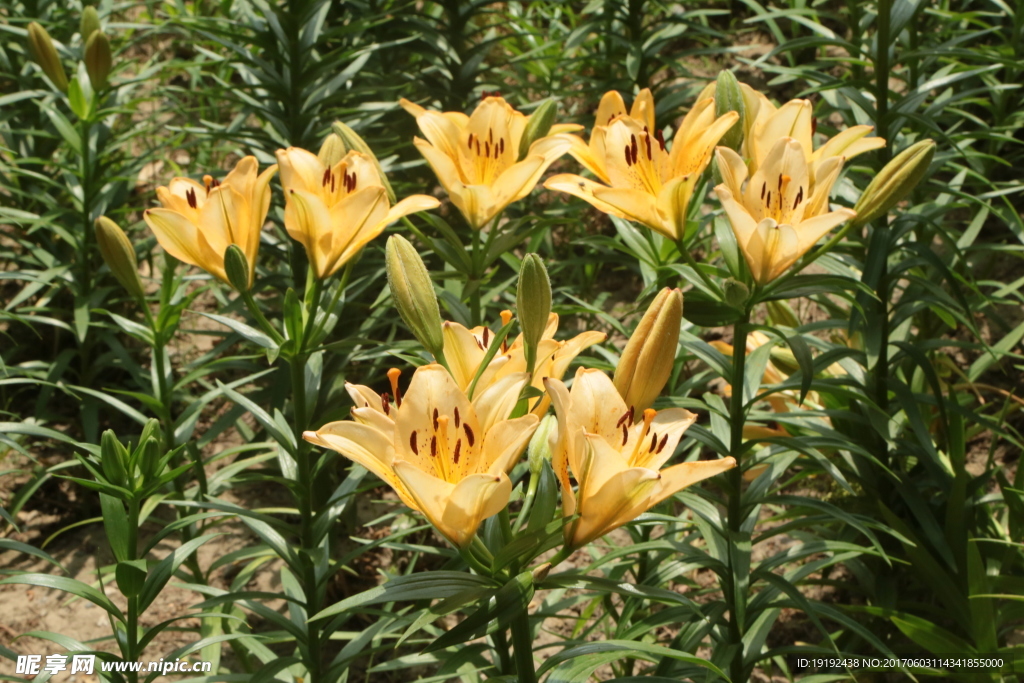 百合花
