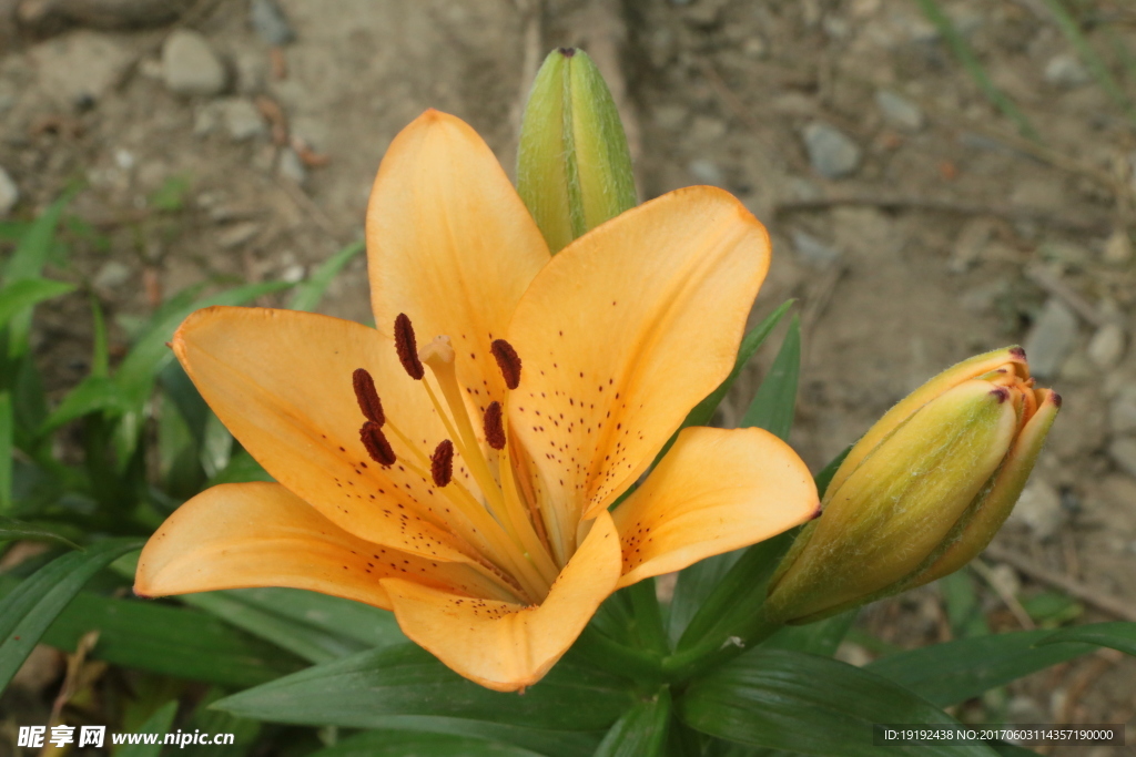 百合花