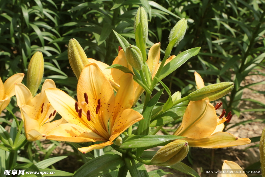 百合花