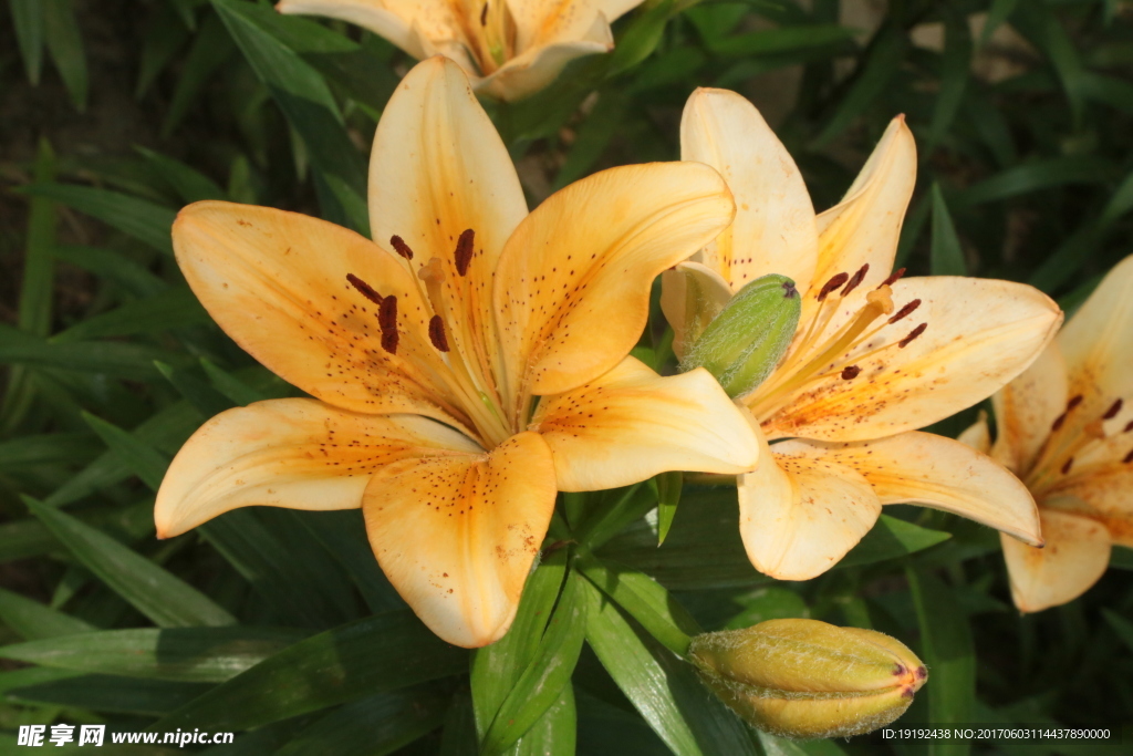 百合花