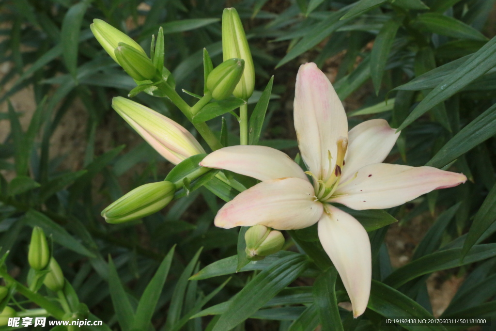 百合花