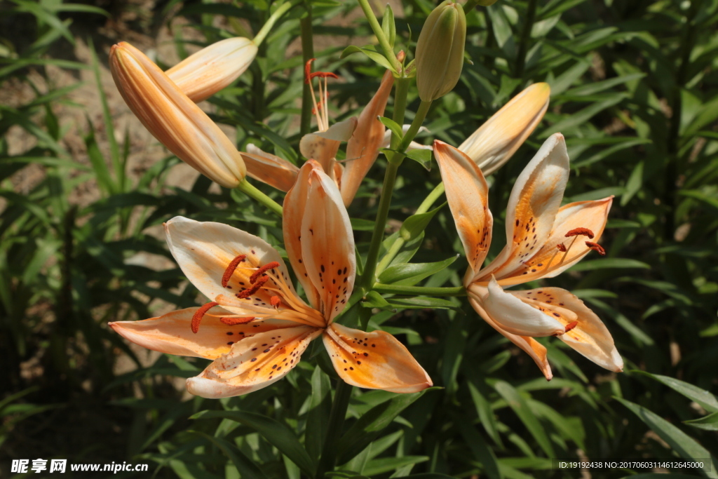 百合花