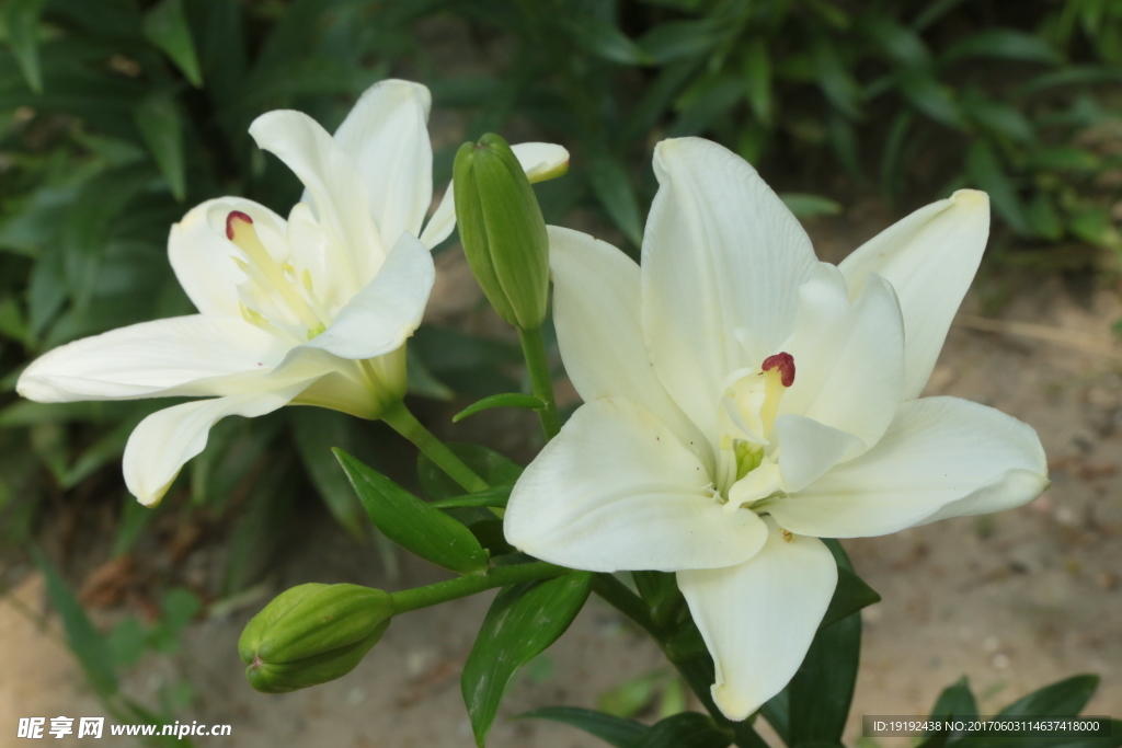 百合花