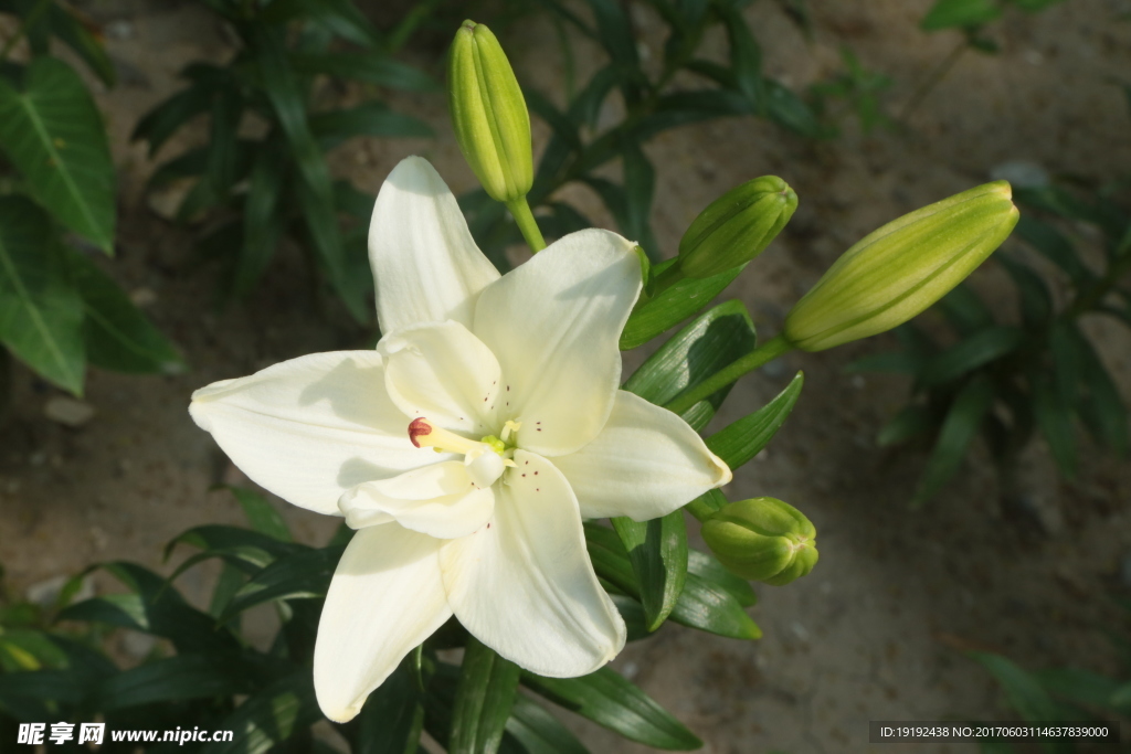 百合花