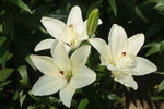 百合花