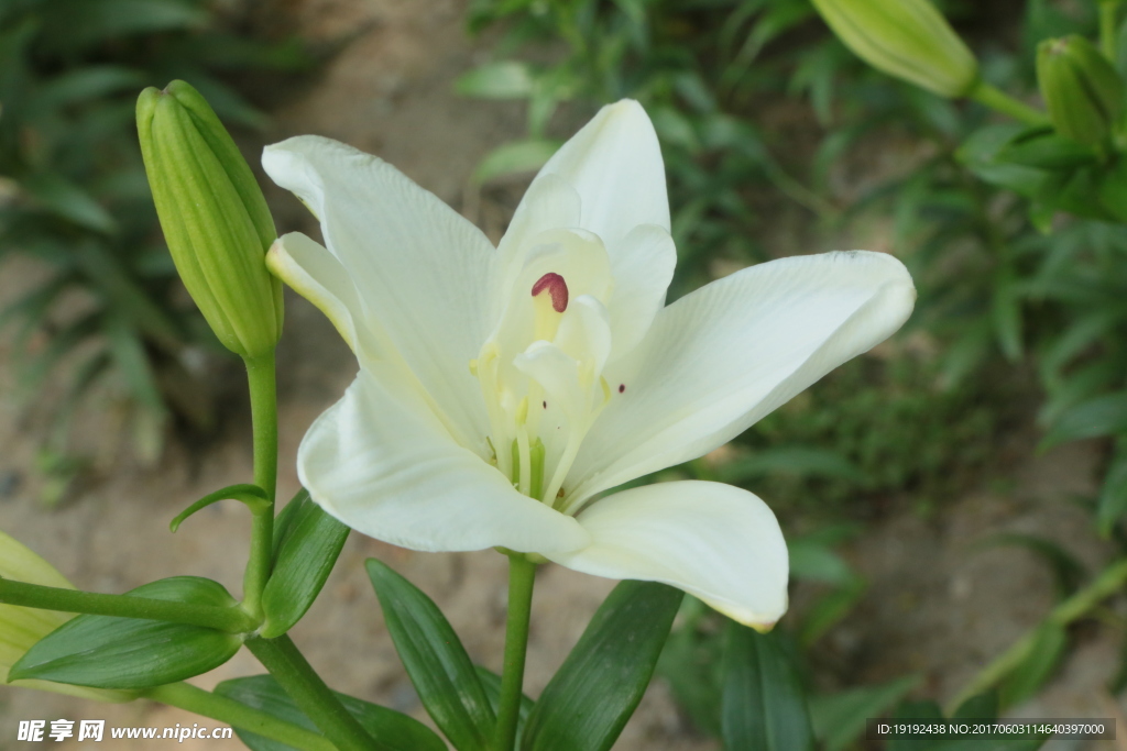 百合花