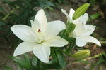 百合花