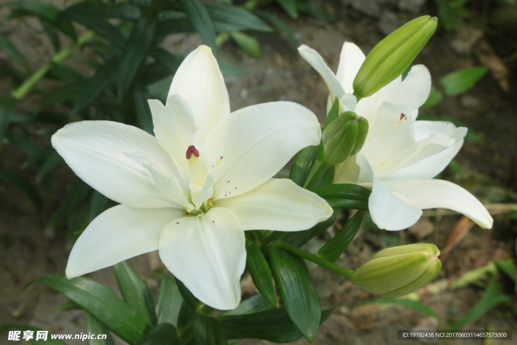 百合花