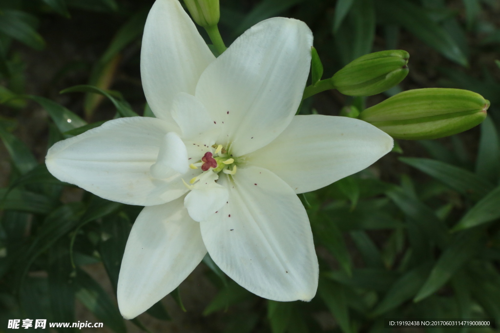 百合花