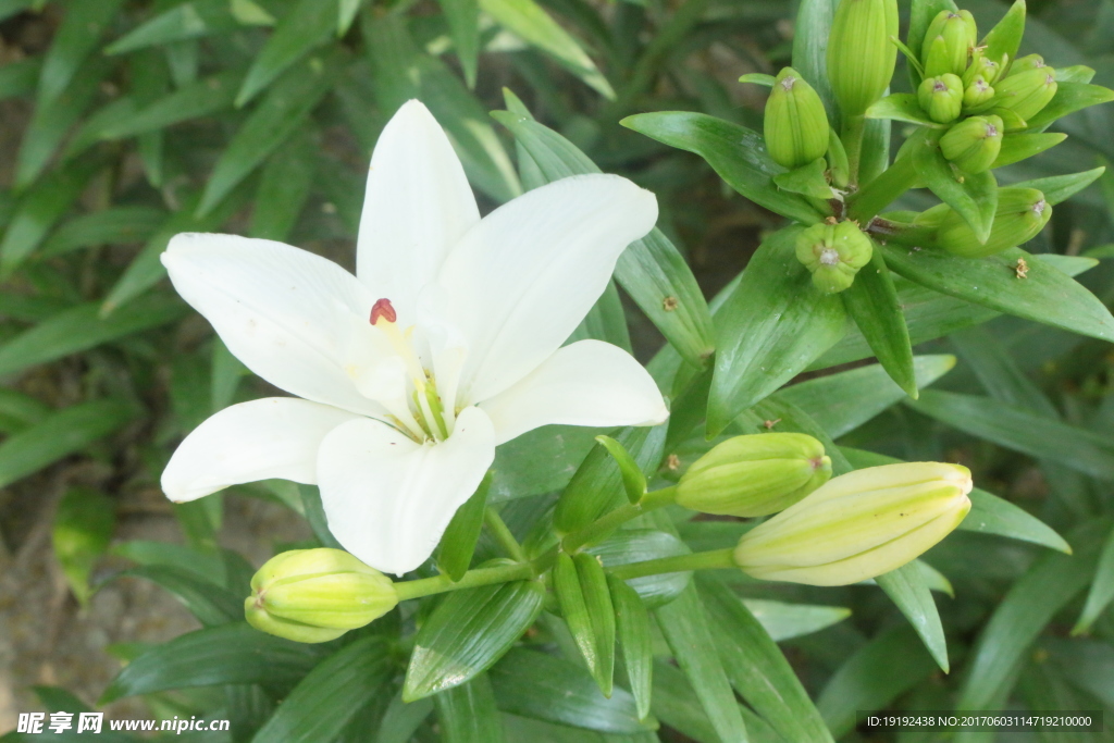 百合花