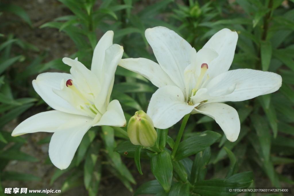 百合花