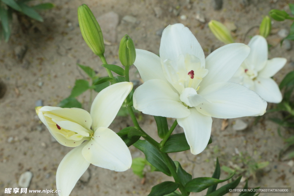 百合花