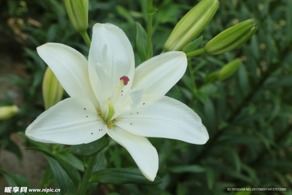 百合花